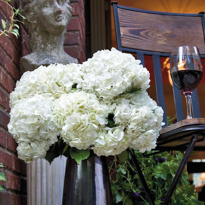 Hydrangea Plants for Sale: Bushes & Shrubs – Wayside Gardens