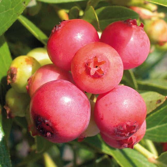 Vaccinium 'Pink Lemonade' Blueberry