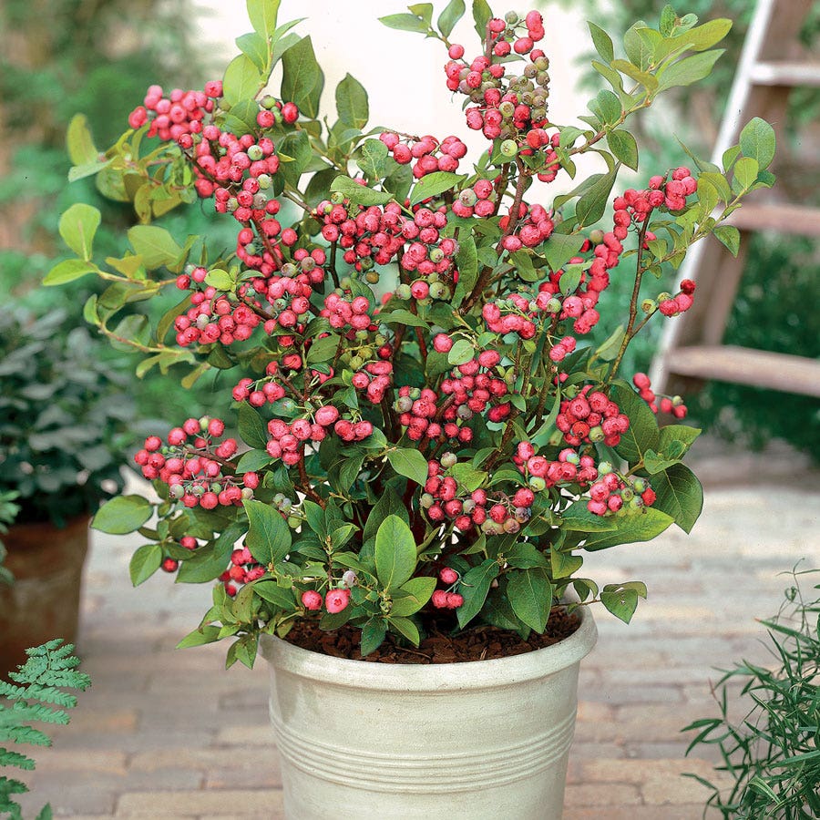 Vaccinium 'Pink Lemonade' Blueberry