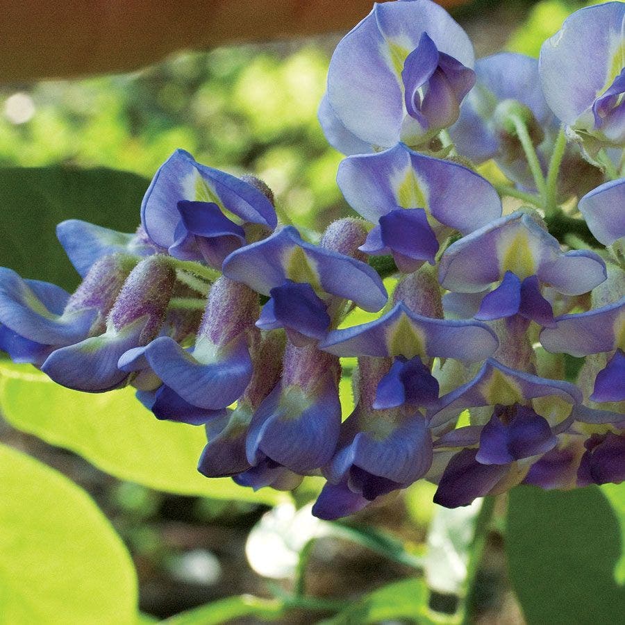 Wisteria 'Blue Moon'