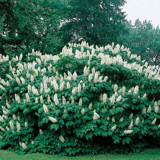 Aesculus parviflora