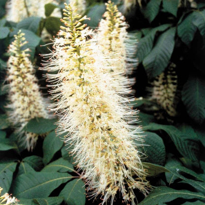 Aesculus parviflora
