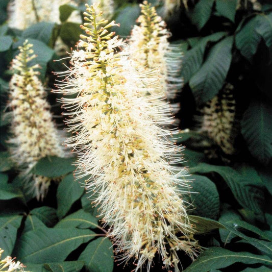 Aesculus parviflora