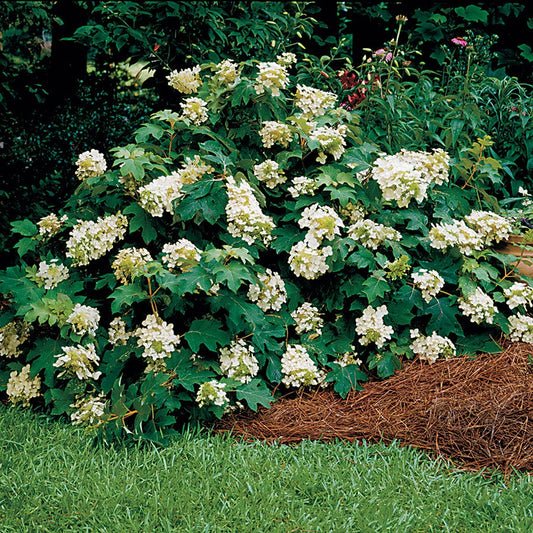 Sikes Dwarf Hydrangea quercifolia Oakleaf Hydrangea Shrub