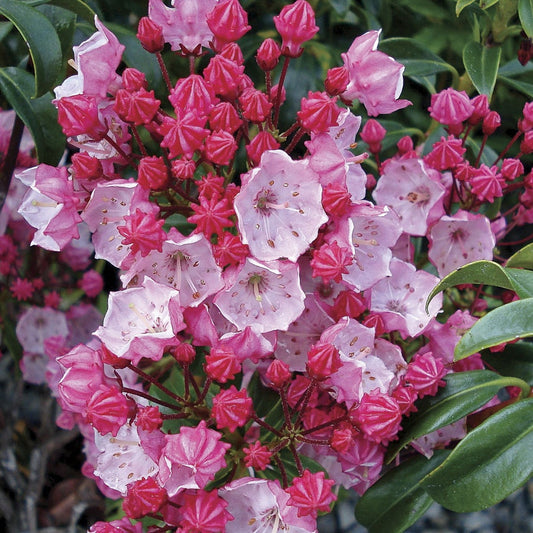 Kalmia 'Olympic Fire'