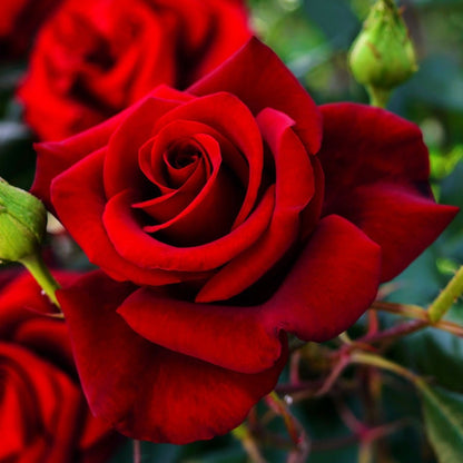 Rosa Black Cherry