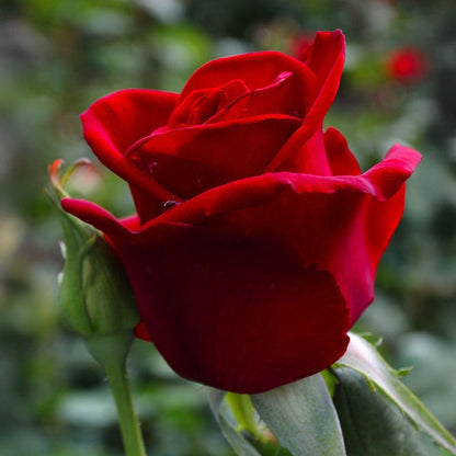 Rosa Black Cherry