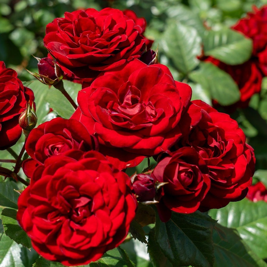 Rosa Black Cherry
