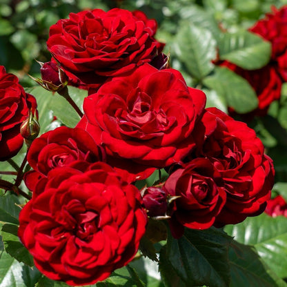 Rosa Black Cherry