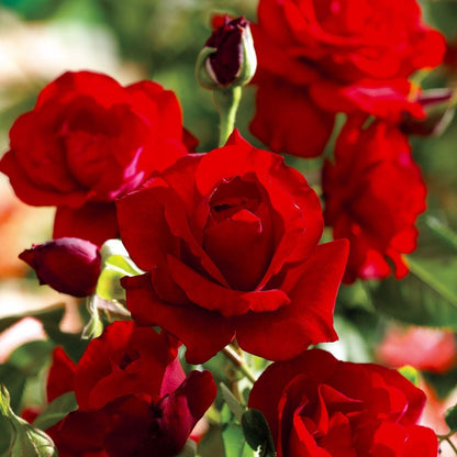 Rosa Black Cherry