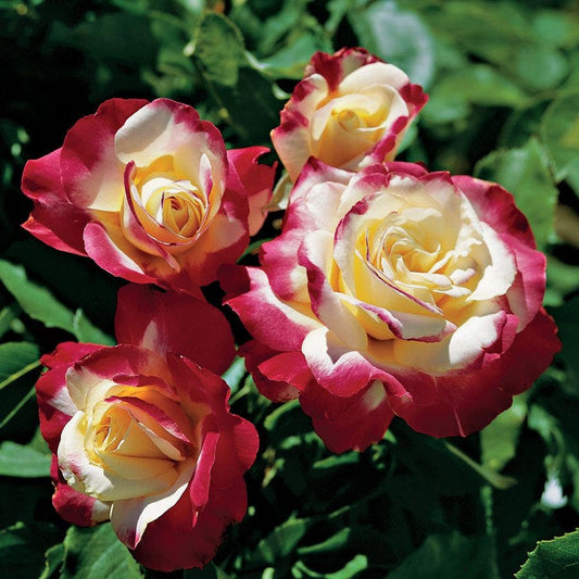 Rosa Double Delight