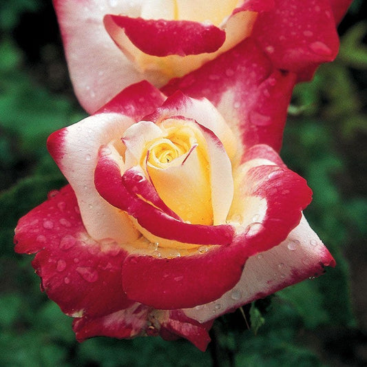 Rosa Double Delight