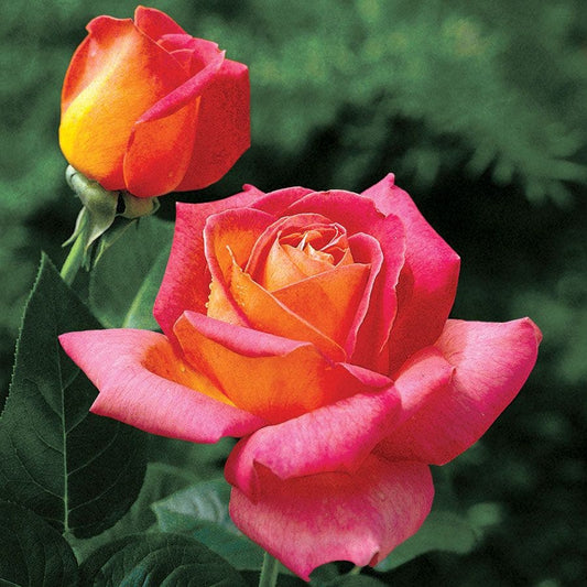 Rosa Summer Nights