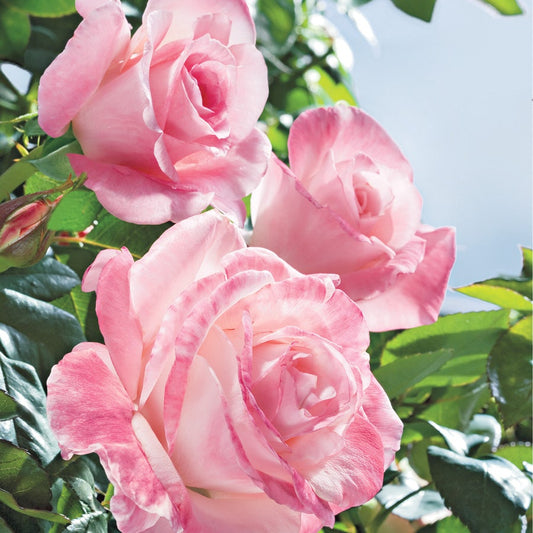 Rosa April in Paris