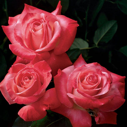 Rosa Brigadoon