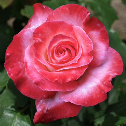 Rosa Brigadoon