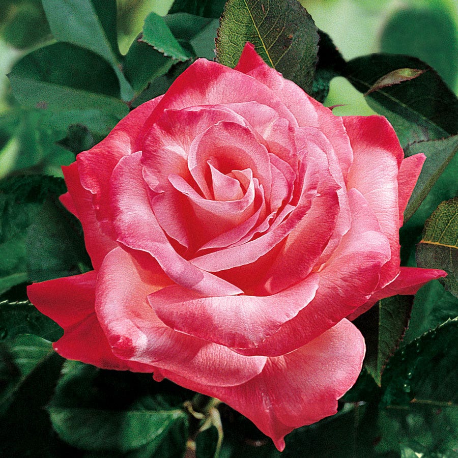 Rosa Brigadoon