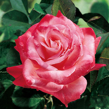 Rosa Brigadoon