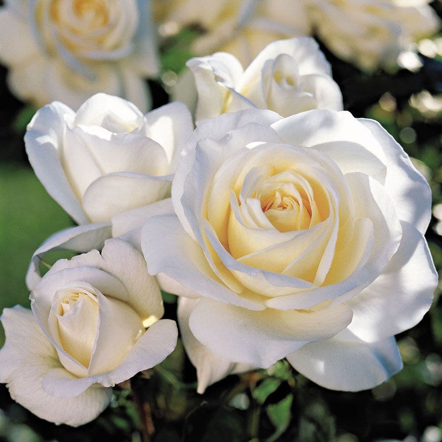 Rosa Moondance