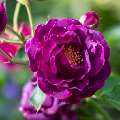Rosa Burgundy Iceberg