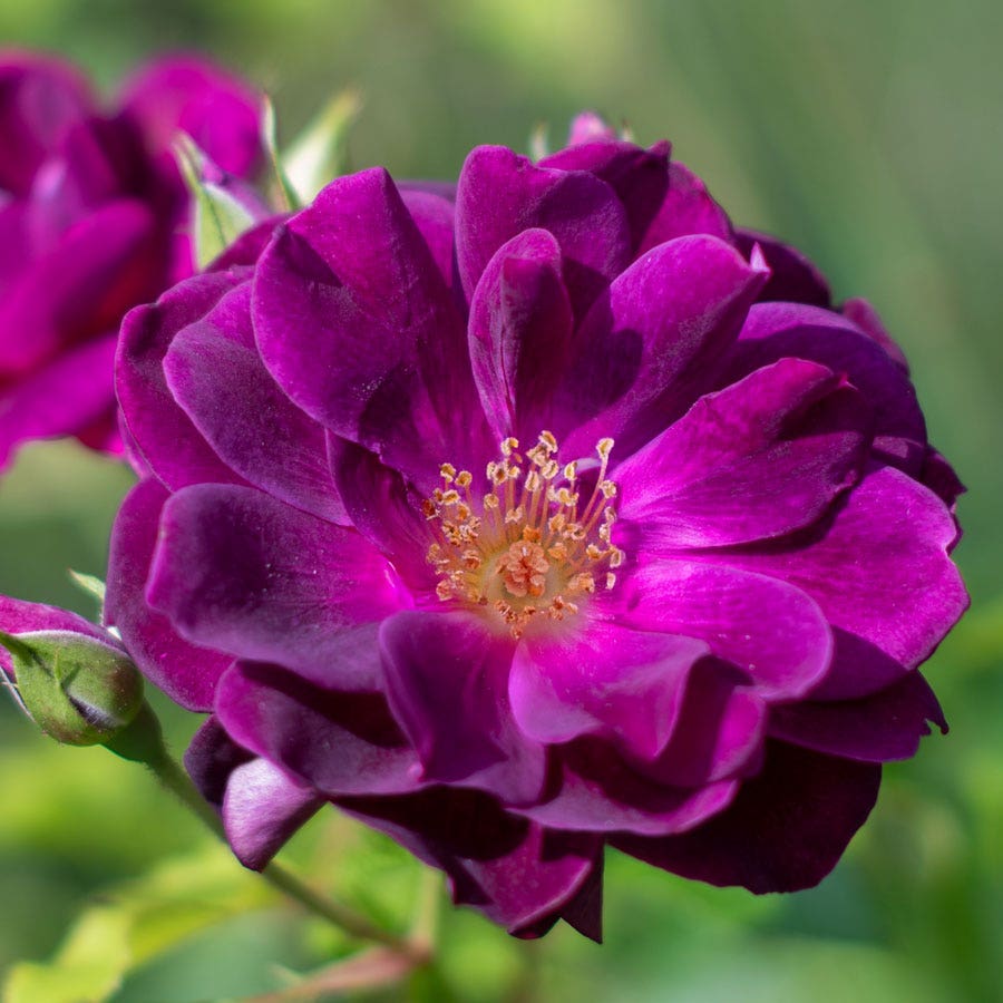 Rosa Burgundy Iceberg