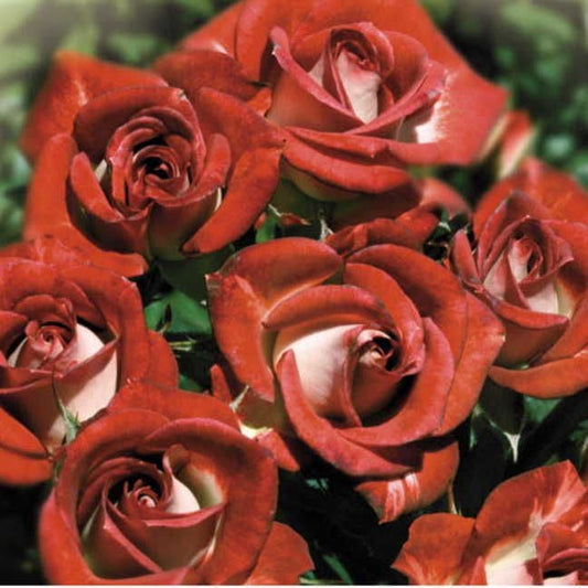 Rosa Cinnamon Girl