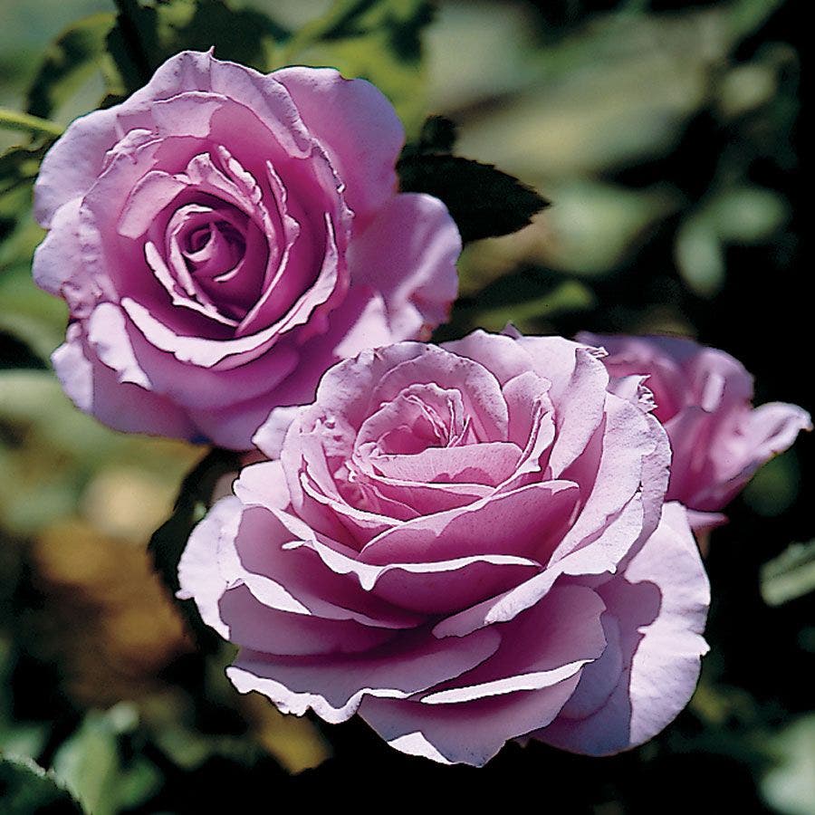 Rosa Fragrant Lavender Simplicity