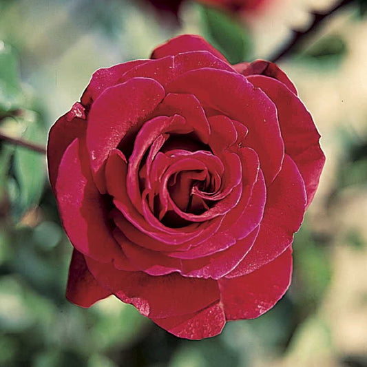Rosa Don Juan