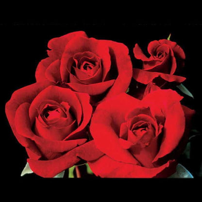Rosa Don Juan