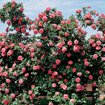 Jackson & Perkins Roses – Wayside Gardens