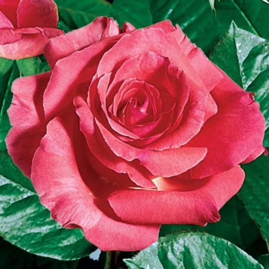 Rosa America
