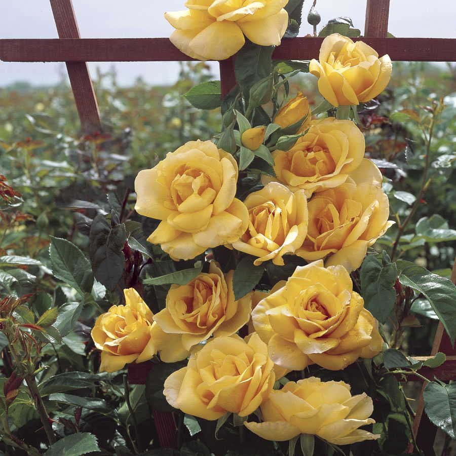 Rosa Scent From Above