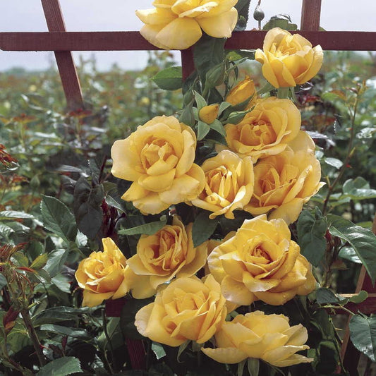 Rosa Scent From Above