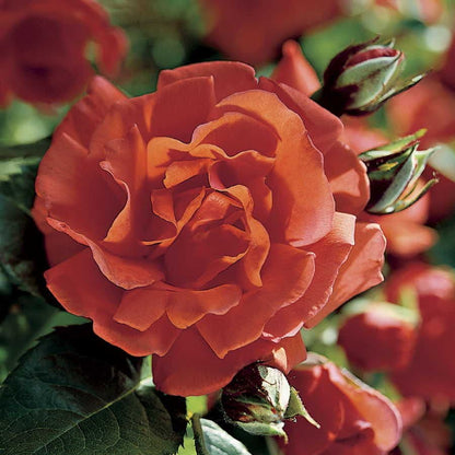 Rosa Blaze of Glory