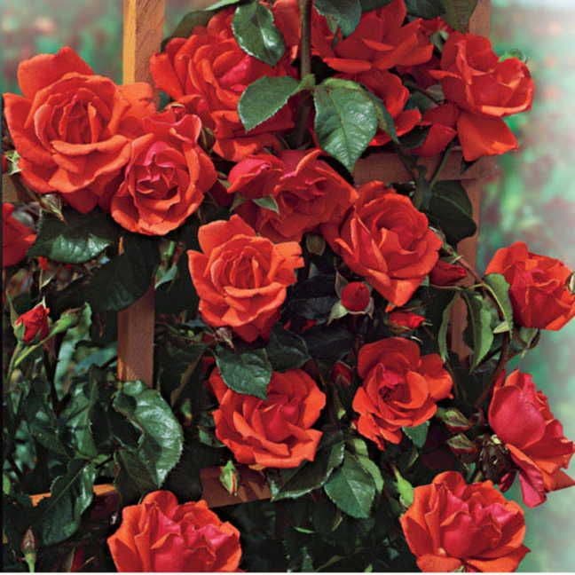 Rosa Blaze of Glory