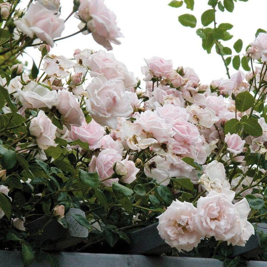 Rosa New Dawn