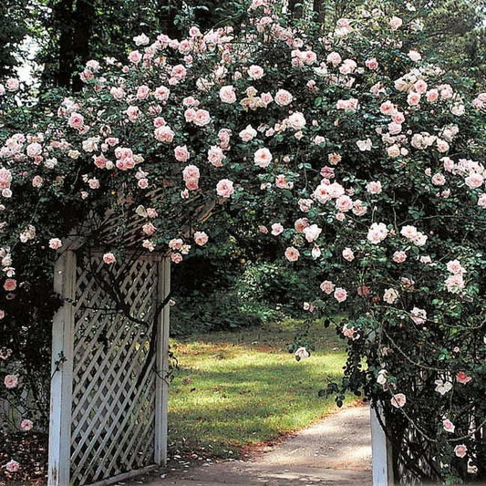 Rosa New Dawn