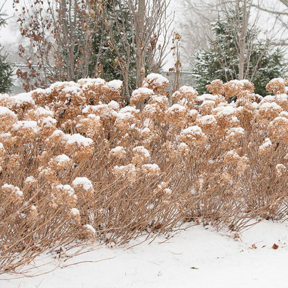 Hydrangea Incrediball® Smooth Hydrangea