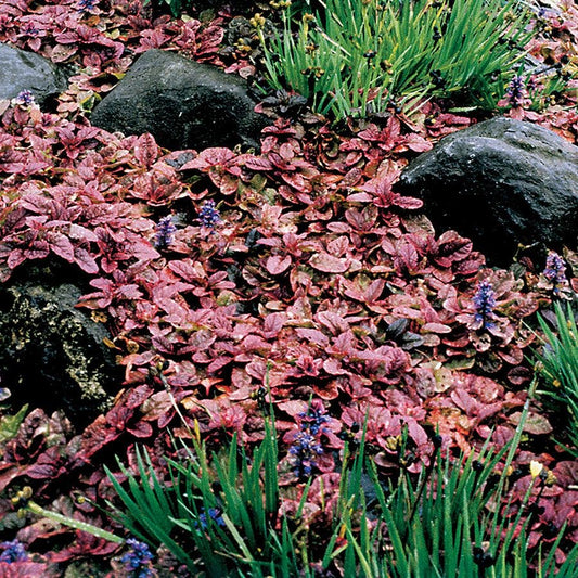 Ajuga 'Burgundy Glow' Bugleweed