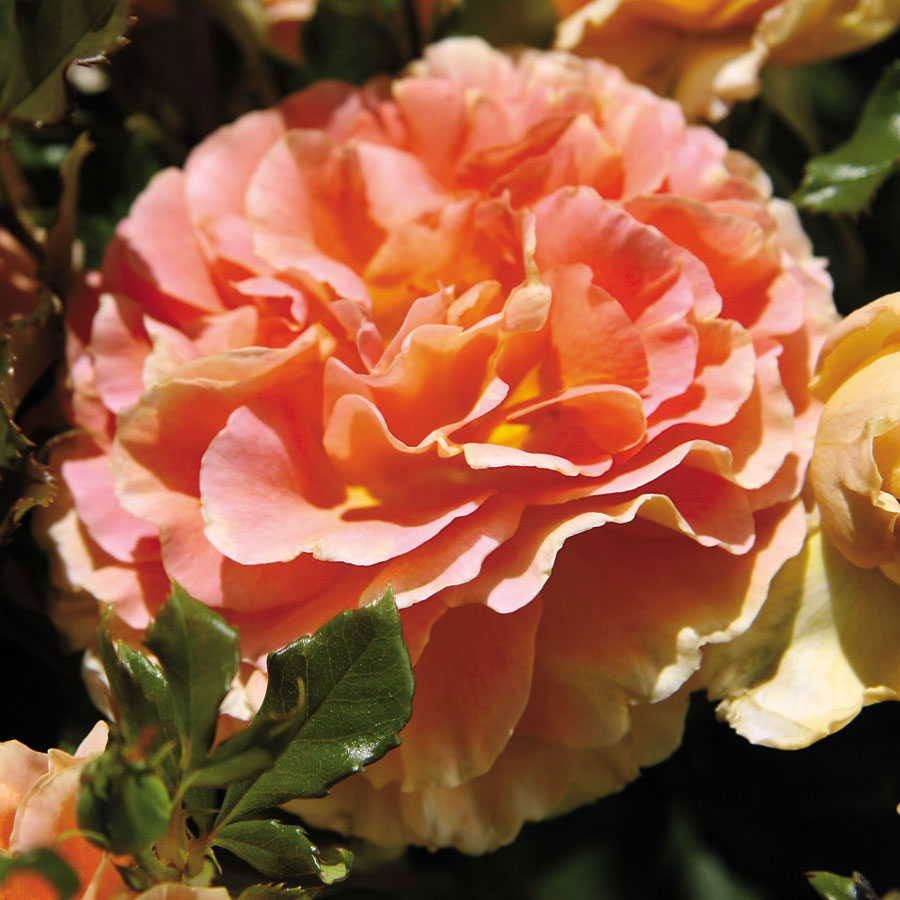 Rosa Caribbean Breeze