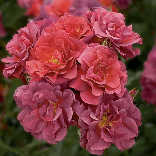 Cinco de Mayo™ Floribunda Rose