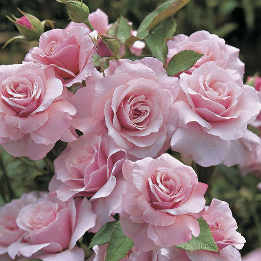 Rosa Our Lady of Guadalupe