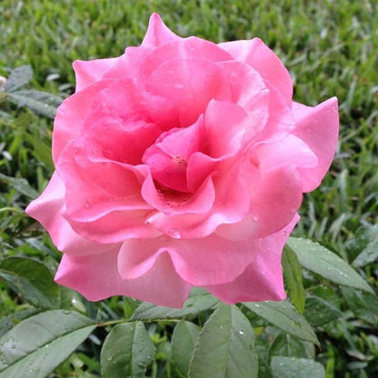 Rosa Our Lady of Guadalupe
