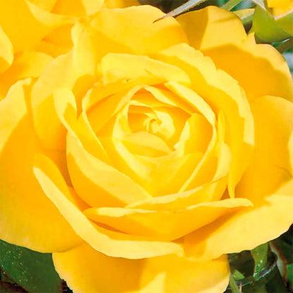 Rosa Walking on Sunshine