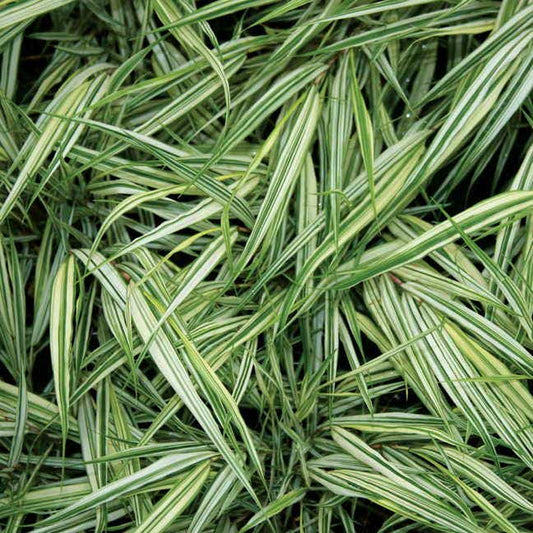 Hakonechloa 'Fubuki'