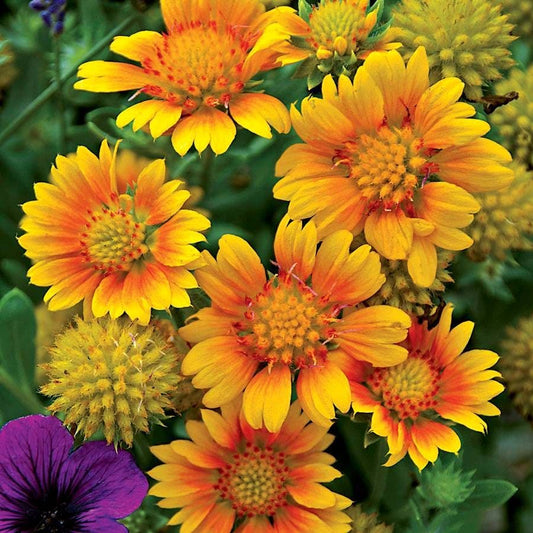 Gaillardia 'Arizona Apricot'