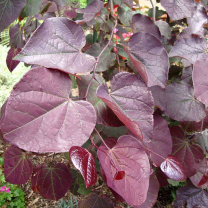 Cercis 'Ruby Falls'