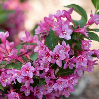 Weigela Sonic Bloom® Pink