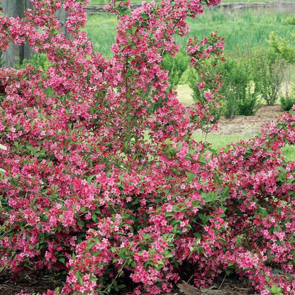 Weigela Sonic Bloom® Pink