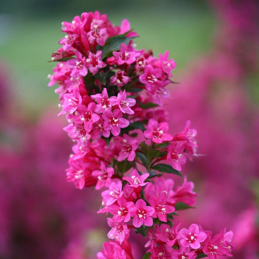 Weigela Sonic Bloom® Pink